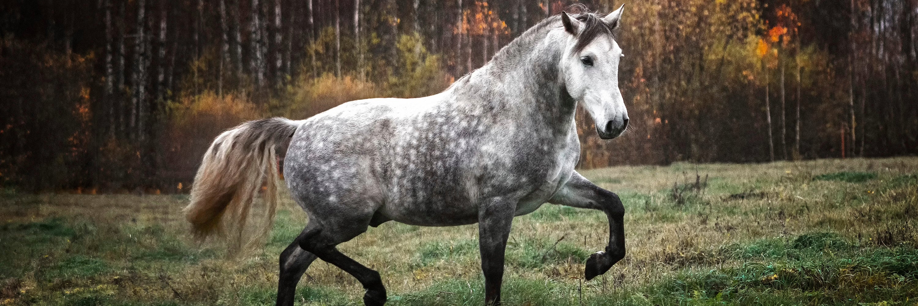 Picture of a healthy horse striding through field, Key minerals for horses with metabolic issues can help to minimize the damage and issue
