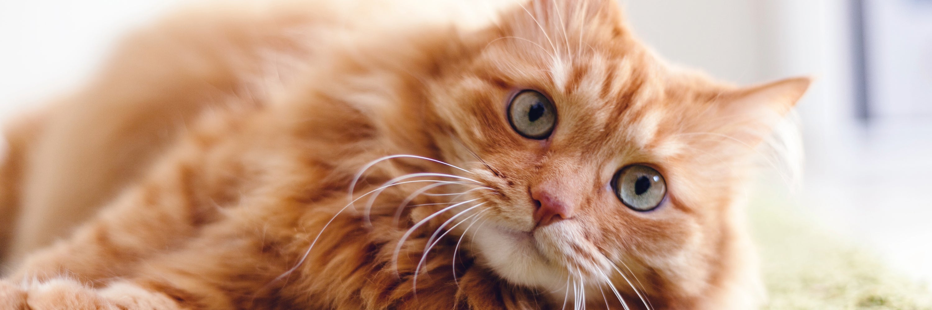 Orange Cat looking upwards, now healthy and happy thanks to the guidance and holistic health products from Headley Holistics