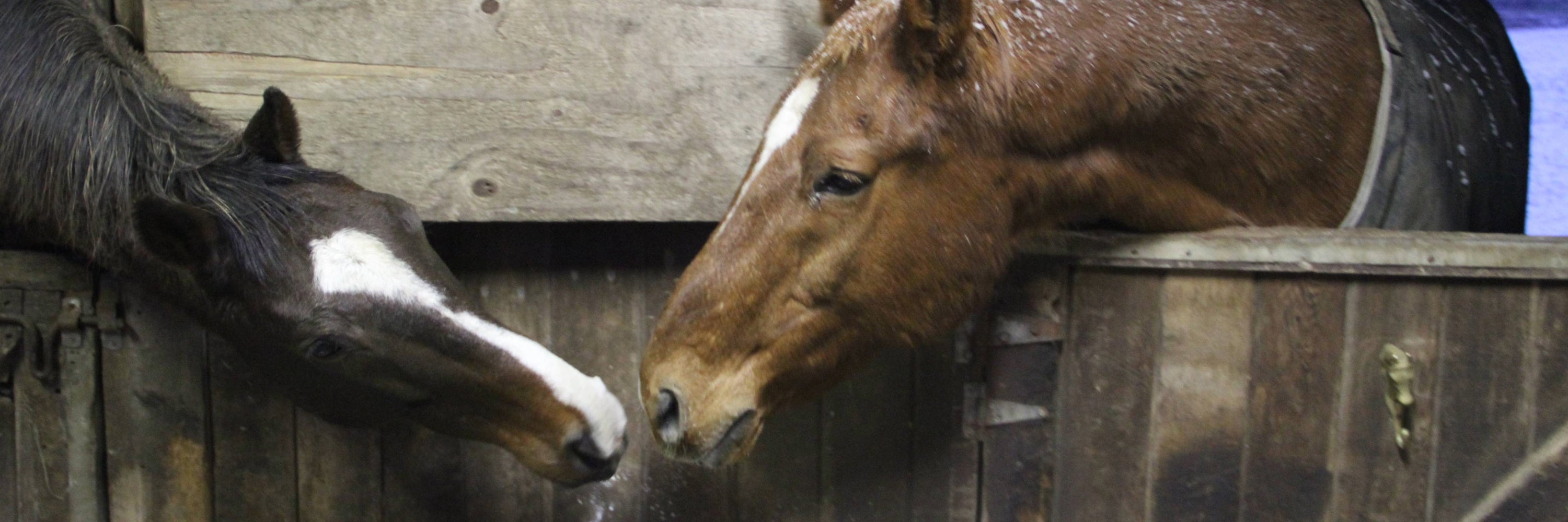 Horse Standing in a Stall. a broad span of advise on how to care for and keep your horse healthy using holistic and natural products and protocols.