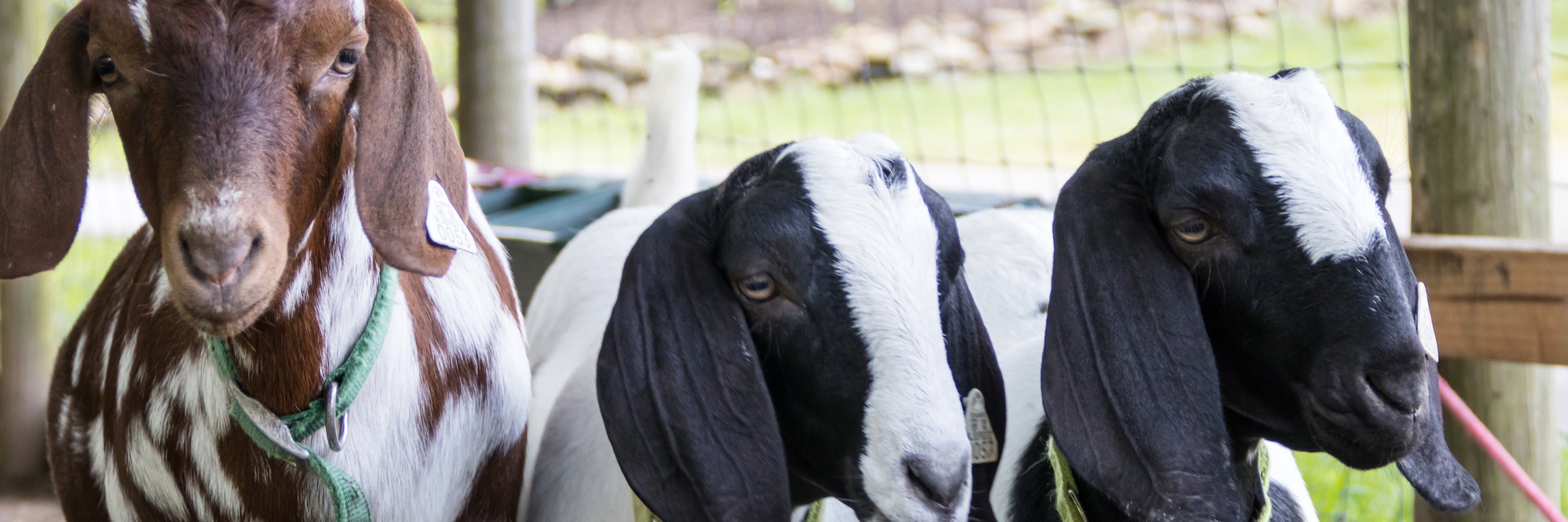 happy healthy goats that are now thriving and have strong immune function because they were supplemented with ION* gut support