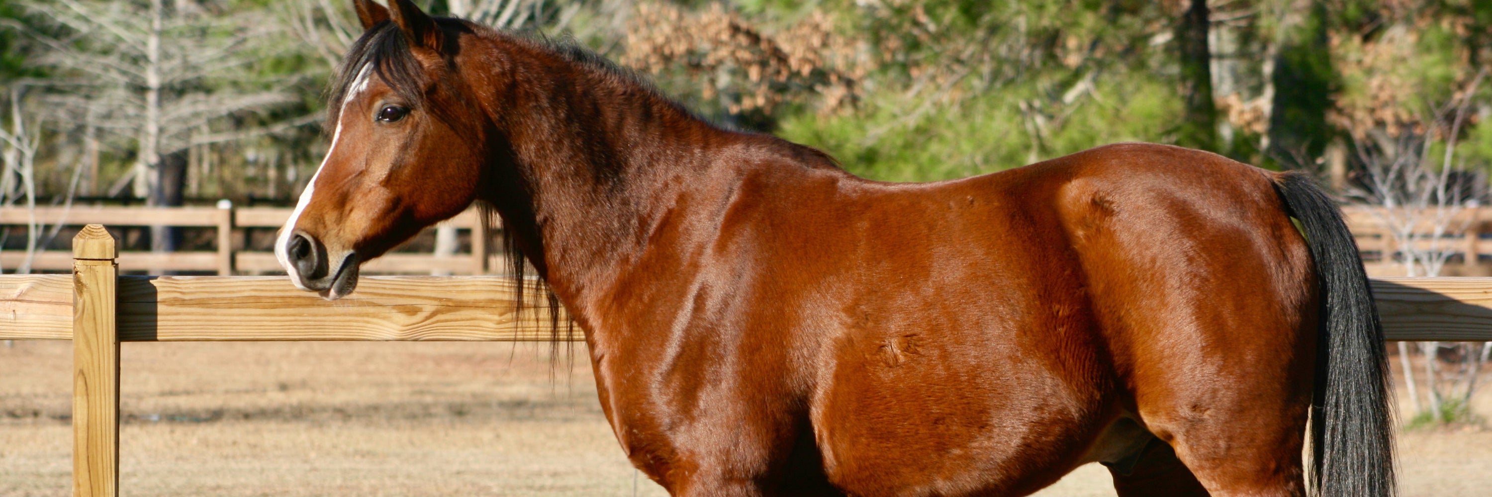 Helpful, holistic information for horses with cushings disease and equine metabolic syndrome