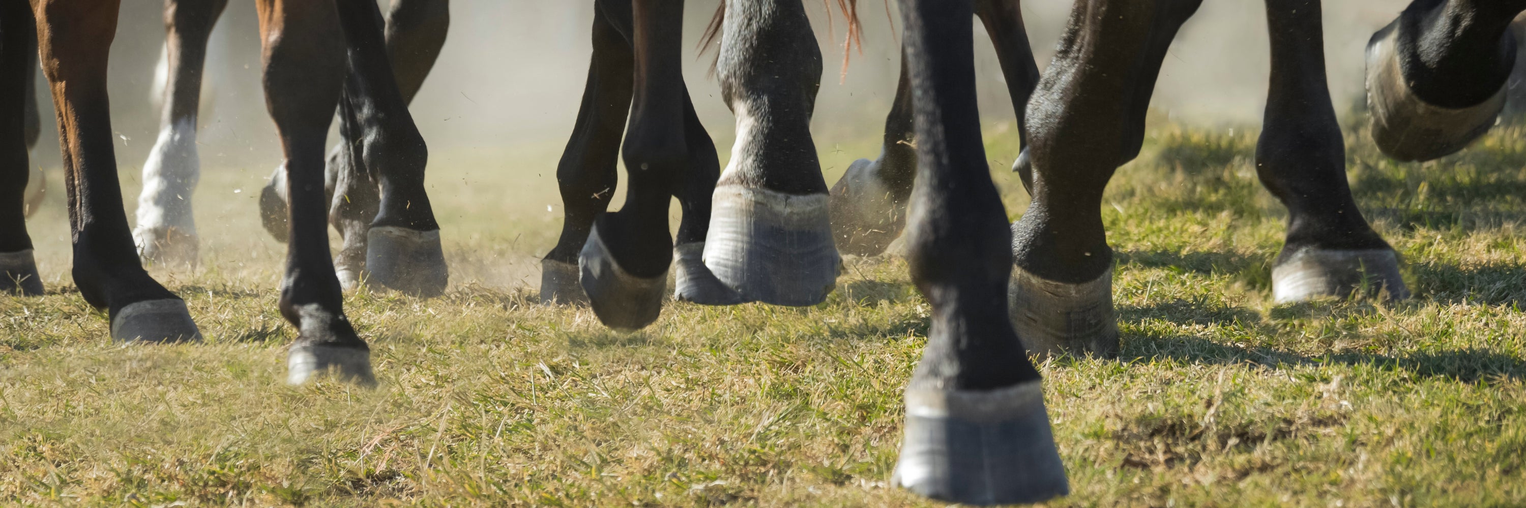 Horse Hooves, Hoof Supplement for Horses Explained, What is the best, Organic Black Cumin Seed Press Cake, Evolved Remedies