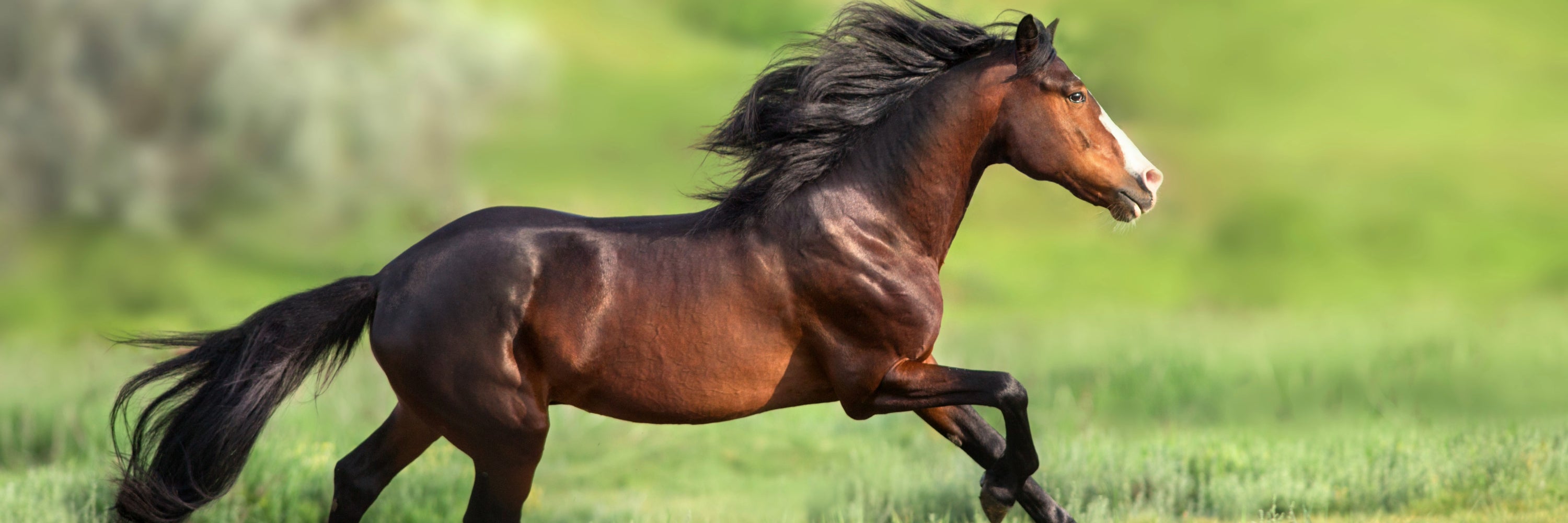 Better Than Flax Oil for Horses - A New Type of Flax Supplement