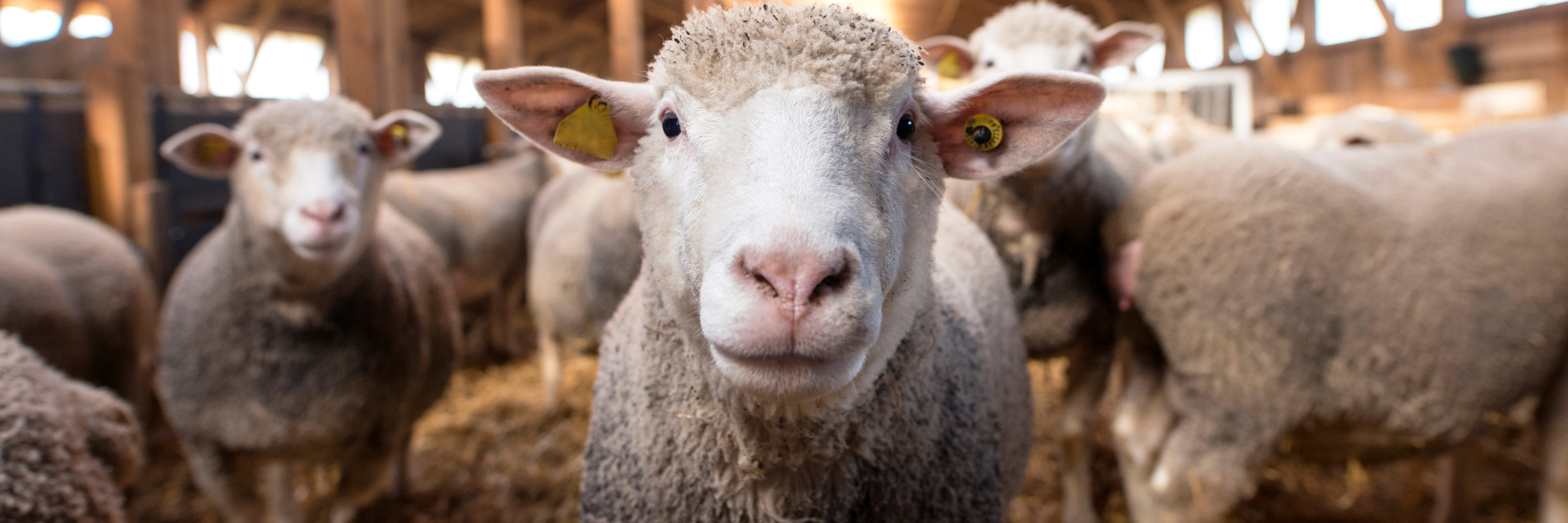 Harnessing Nature's Power: Health Benefits of Black Cumin Seed for Sheep, Goats, and Cows