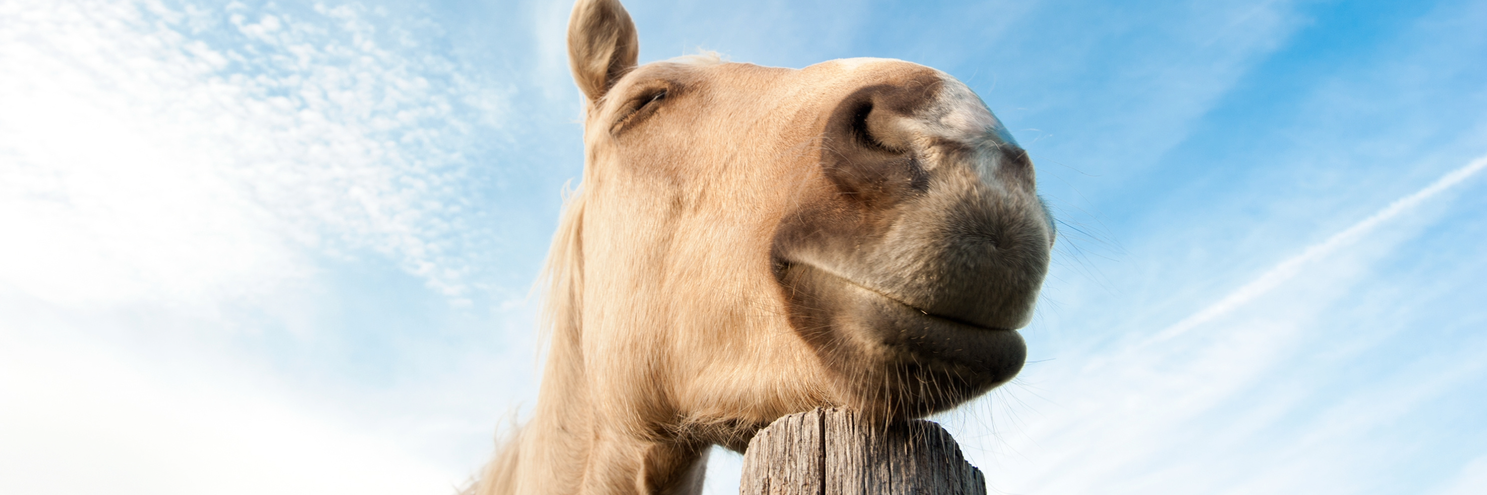 How to Heal Horse Arthritis Naturally: Cash's Story