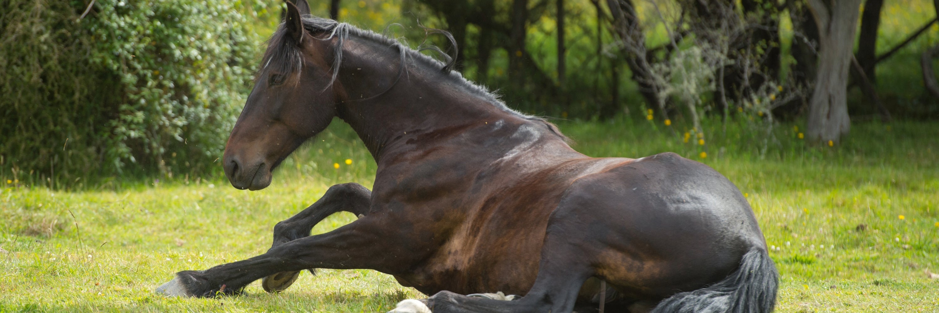 Horse Laying in Green Grass. Horse Gut Supplements Gut Health for Horses, Equine Gut Supplements