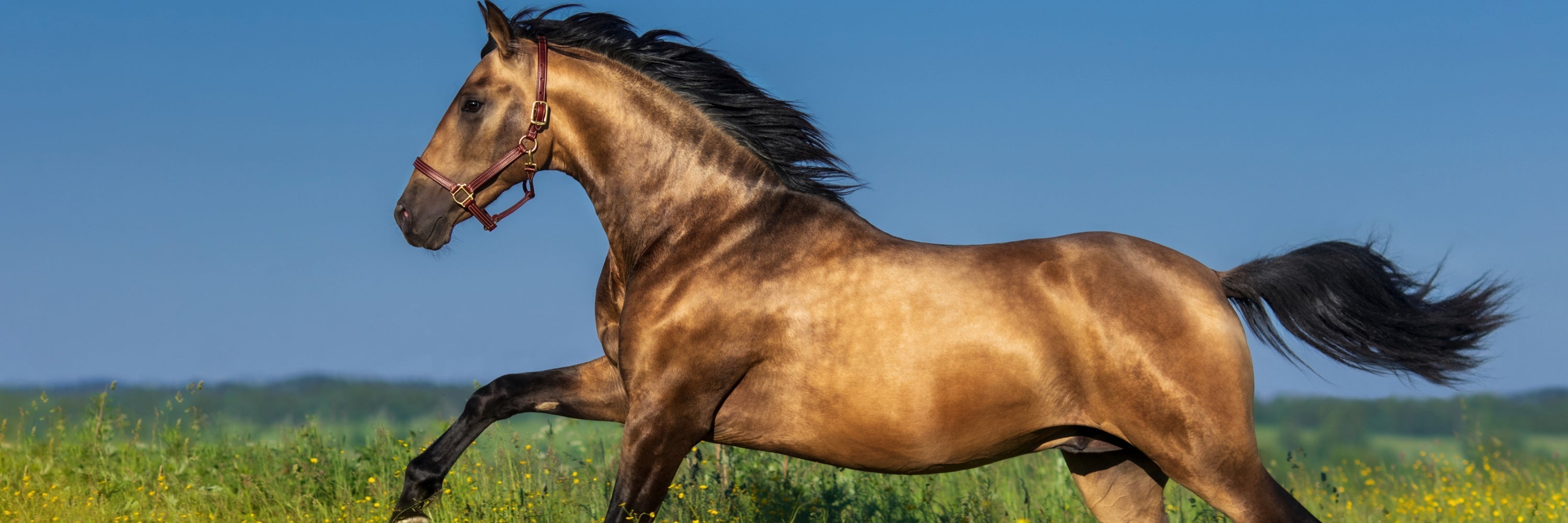 Super Shiny and healthy looking horse. Horse Coat Supplement Best Skin and Coat Supplement for Horses