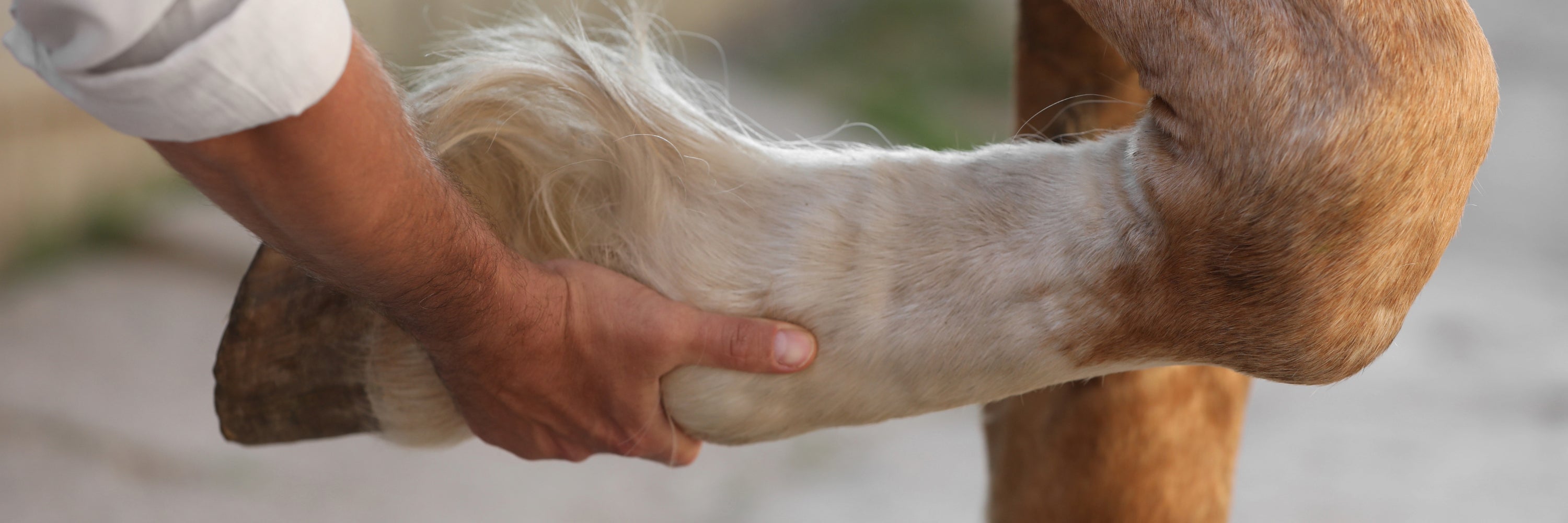 Horse hoof being held. Hoof Supplement for horses Horse Hoof Care Products, Best Hoof Supplement for Horses