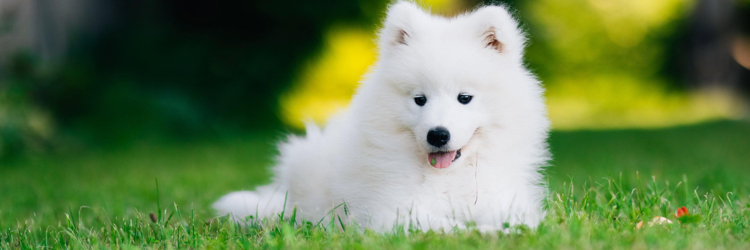Fluffy, happy healthy dog in green grass. Skin and Coat Supplements for Dogs Coat Supplement for Dogs, Dog Skin Supplements