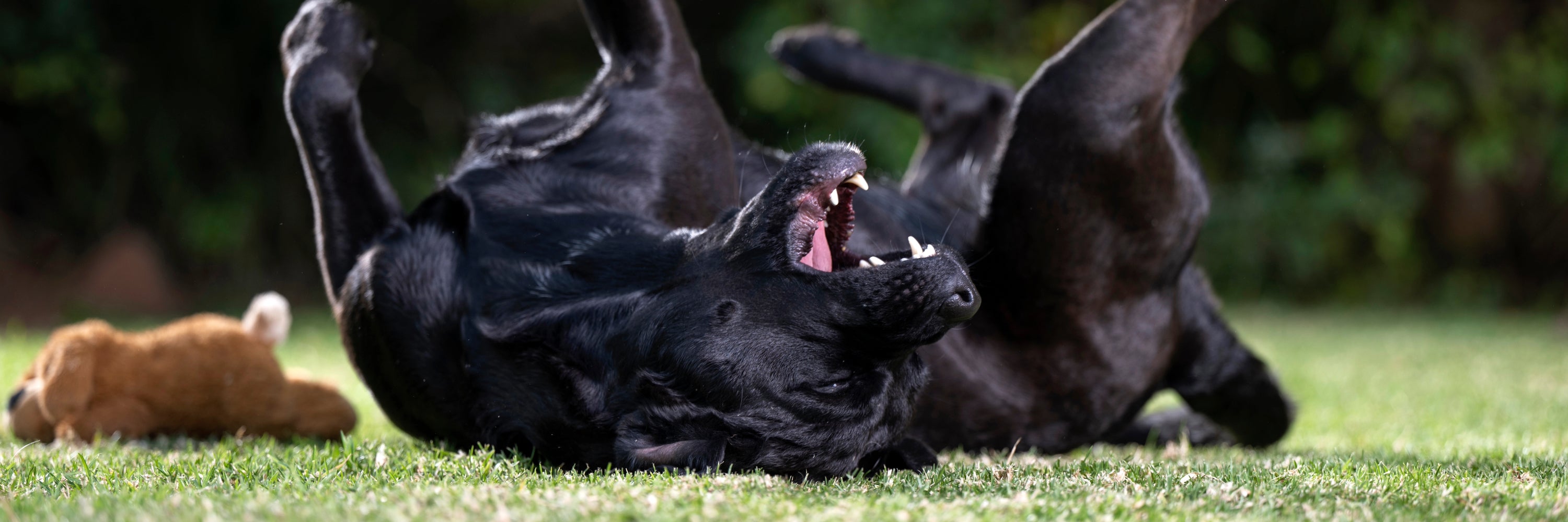 Black Dog Rolling in grass. Flea and Tick Spray for Dogs Natural Tick and Flea Prevention for Dogs, Herbal Flea Treatment for Dogs