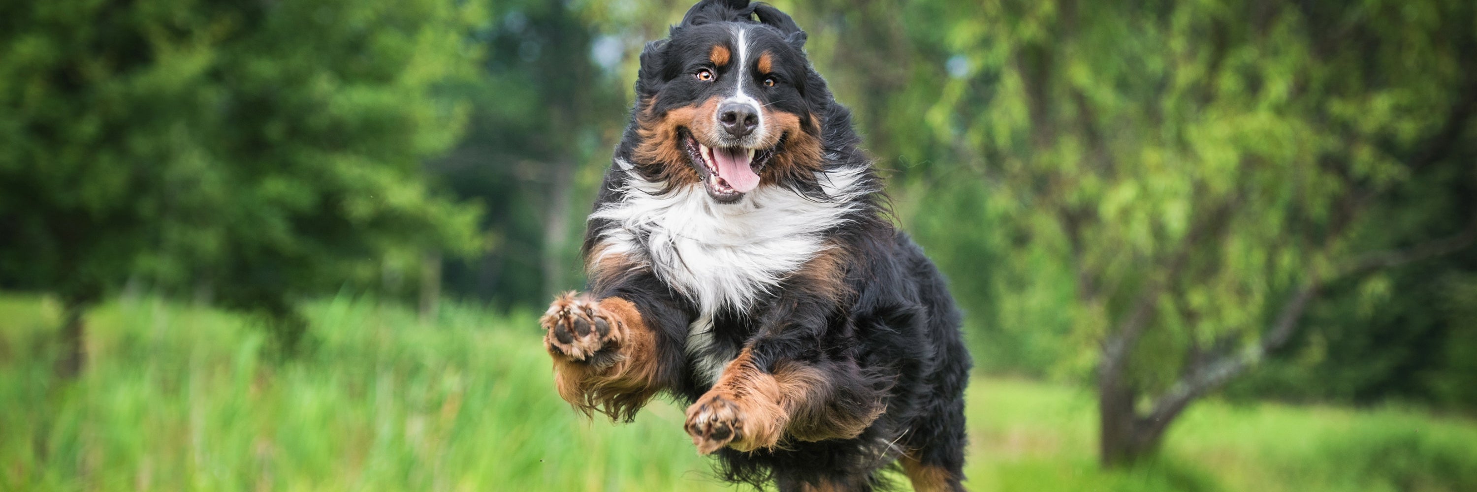 Healthy dog running through the grass. Mushroom Supplements for Dogs Dog Immunity Supplements, Dog Supplements for Immune System