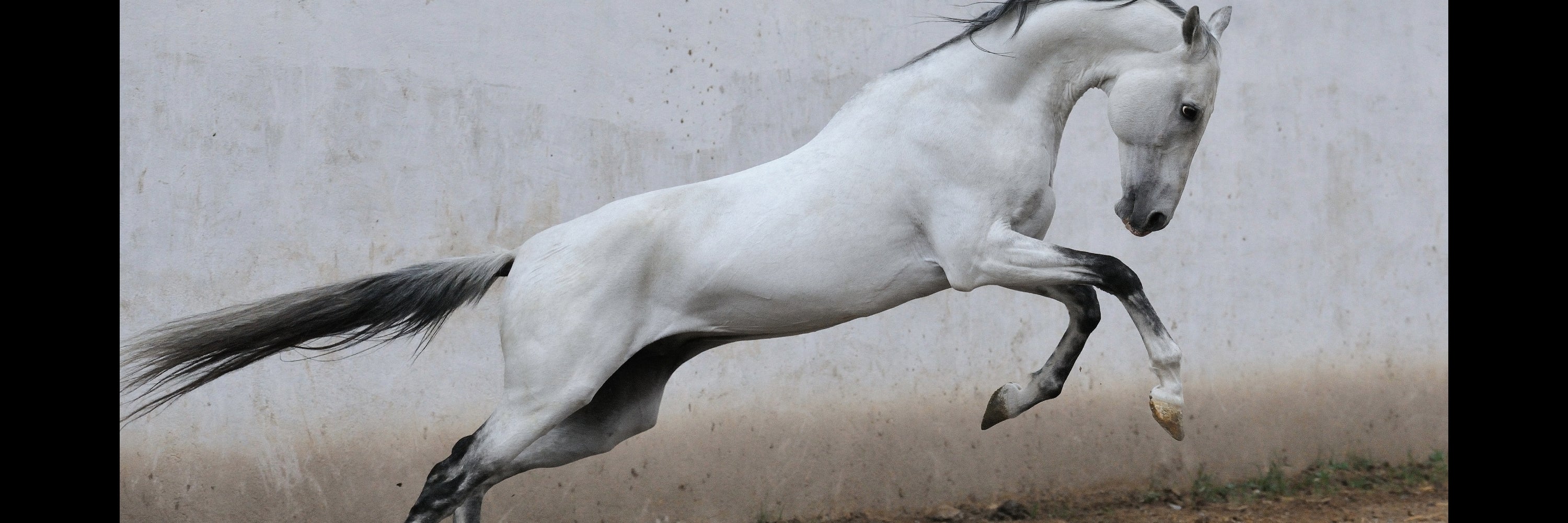 Healthy white horse stretching joints. Joint Supplements for Horses Best Joint Supplement for horses, Equine Joint Supplement