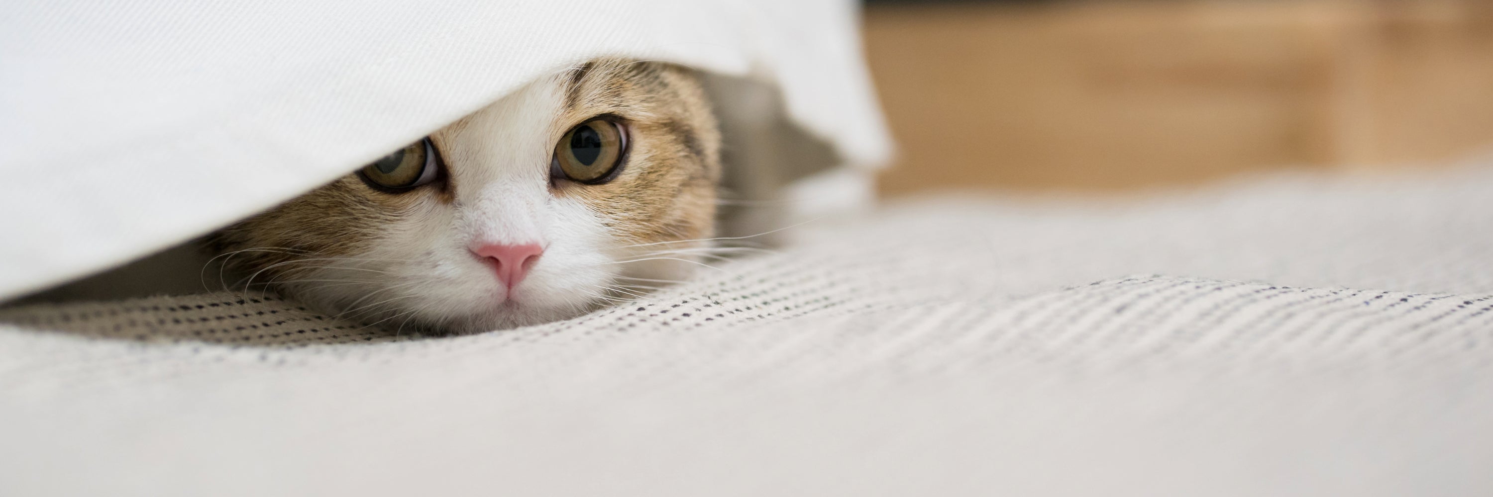Cat hiding under a blanket. Holistic Cat Care - All Products Natural Flea and Tick Prevention for Cats, Supplement for Cats
