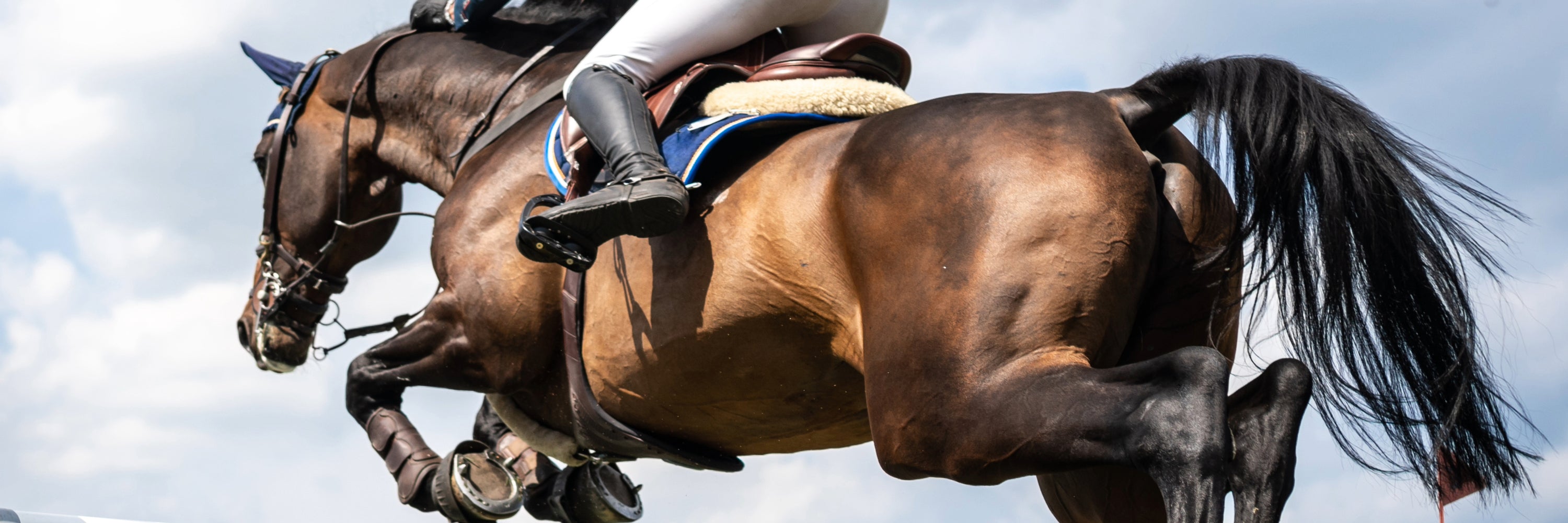 Horse show jumping, healthy, strong. Cox Vet Lab Cox Veterinary Lab, Cox Vet, Cox Laboratories
