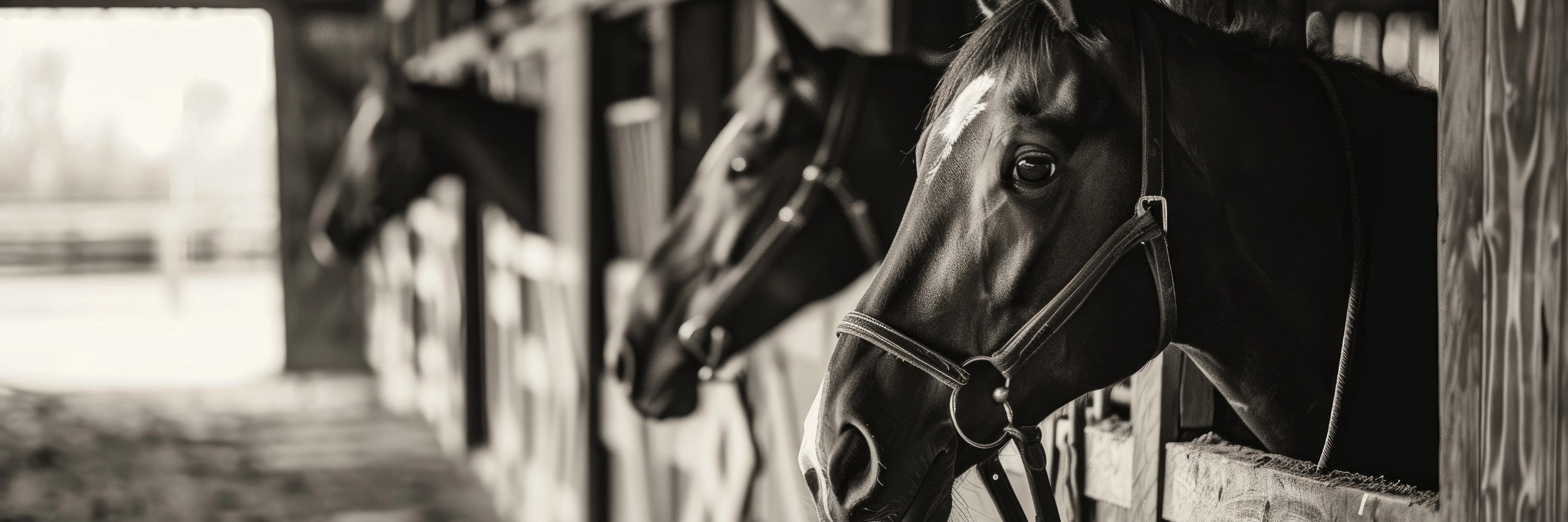 Calm relaxed horses in a stall