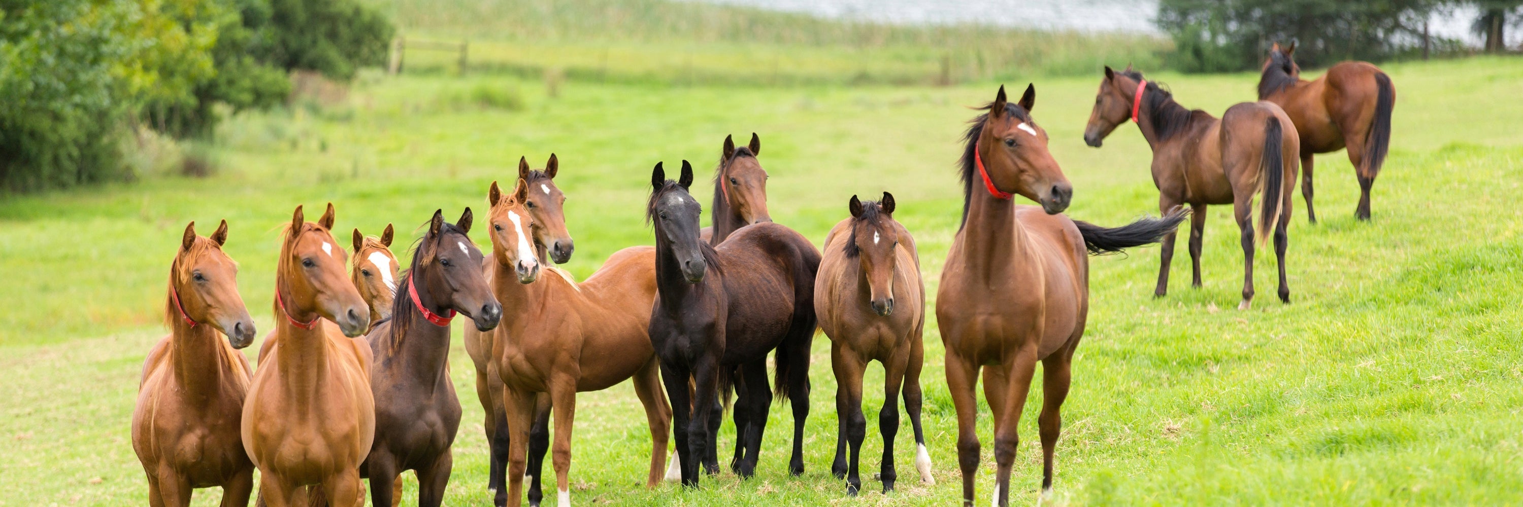 a heard of healthy horses all looking excited for Evolved Remedies Organic Superfood Supplements, they love the taste