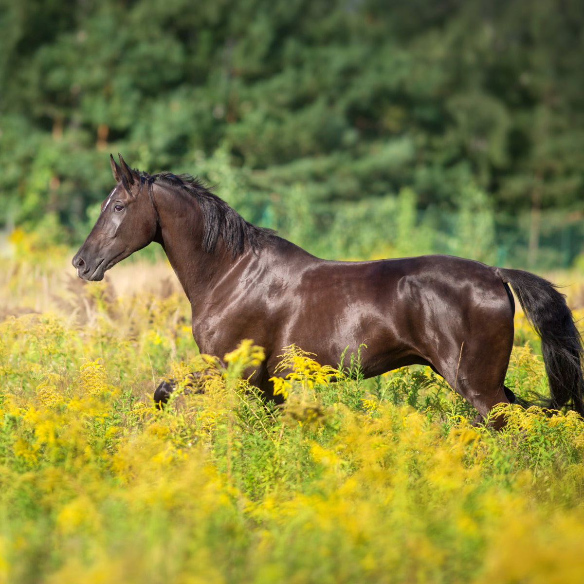A shiny health horse in a meadow demonstrating the benefits of the best horse supplement, Evolved Remedies Organic Black Cumin Seed Press Cake