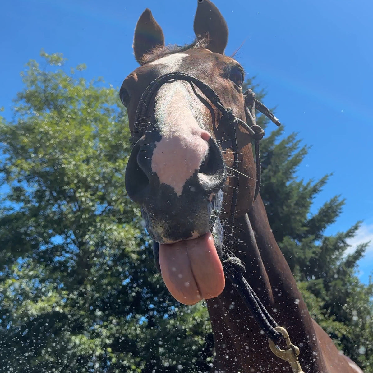 Happy Horse loving the natural horse fly repellent benefits of Evolved Remedies Best horse supplement Organic Black Cumin Seed Press Cake