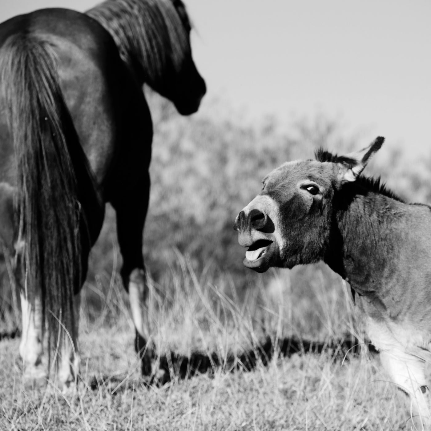 picture of a horse and mini donkey in a pasture healthy and vibrant after taking Evolved Remedies Black Cumin Seed Press Cake Supplement for Equines