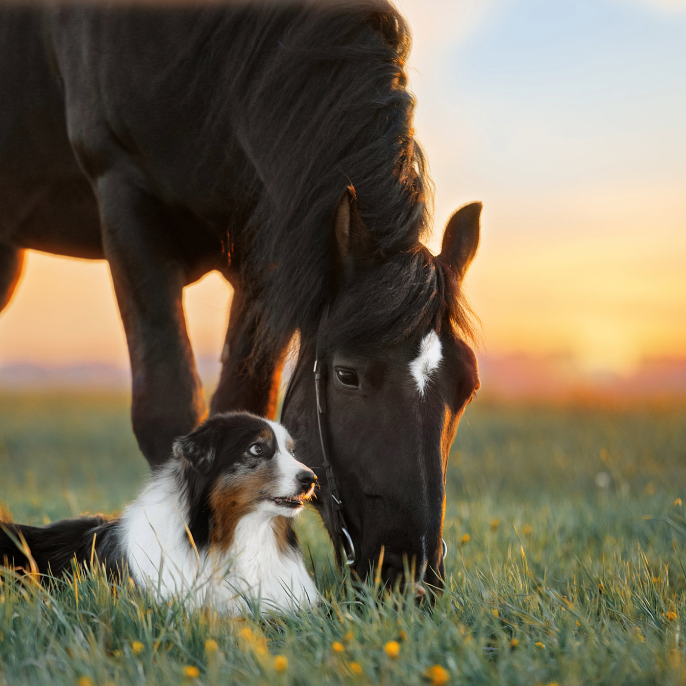 Healthy Dog and Horse in a grassy meadow at sunset. Headley Holistics and Evolved Remedies are unmatched in quality of products, the best horse supplements and holistic dog care