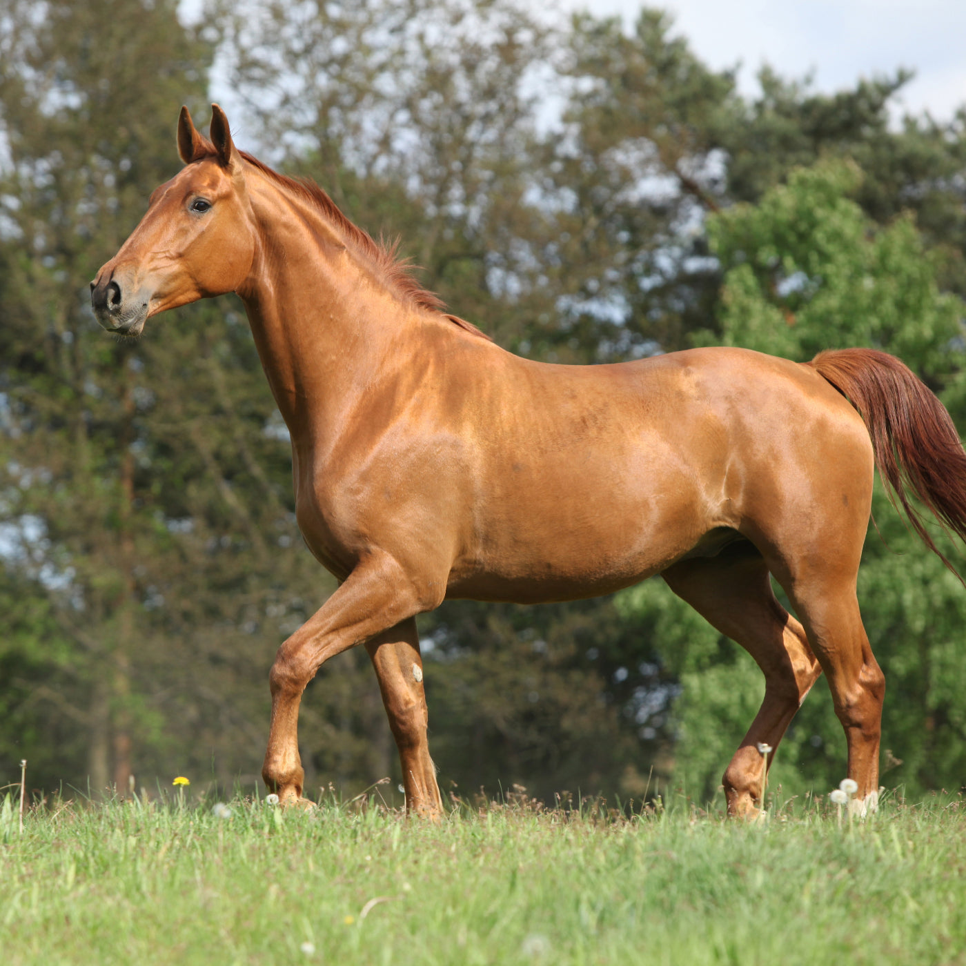 A chestnut horse with a super shiny and healthy coat demonstrating the health benefits of Evolved Remedies Organic Black Cumin Seed Press Cake Supplement for horses