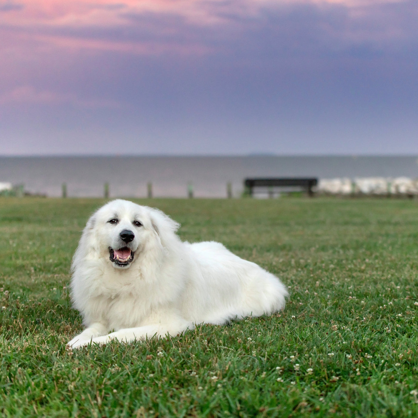 Great Pyrenees dog calm and happy in the grass after getting K9 nom-nom nuggets from evolved remedies helped calm her anxiety and improved her skin and hair health 