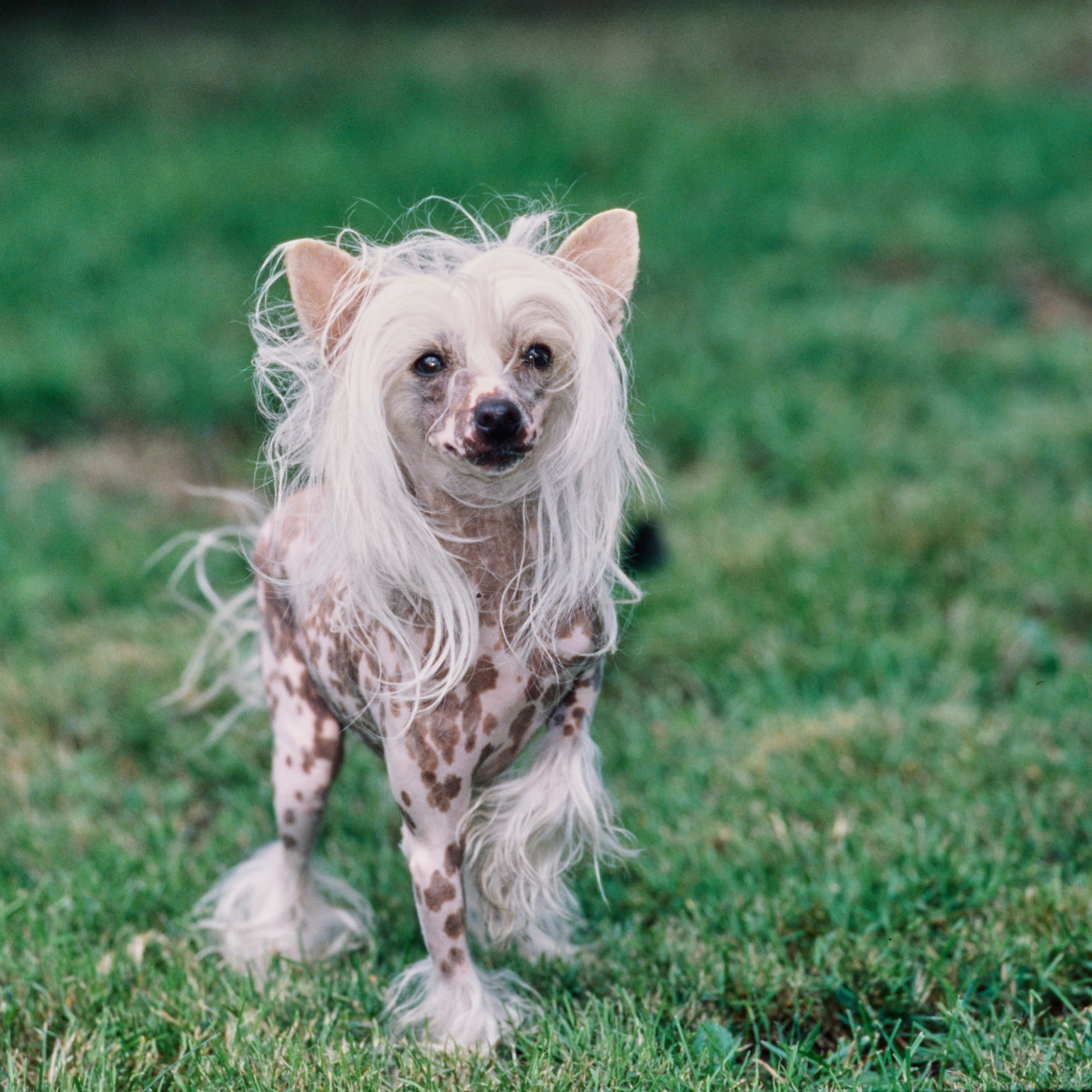 A Mexican hairless dog that is now free from skin issues and has healthy hair because of the benefits of K9 Nom-Nom Nuggets from Evolved Remedies
