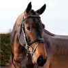 Horze Daily Bridle