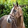 Horze Florence Bridle