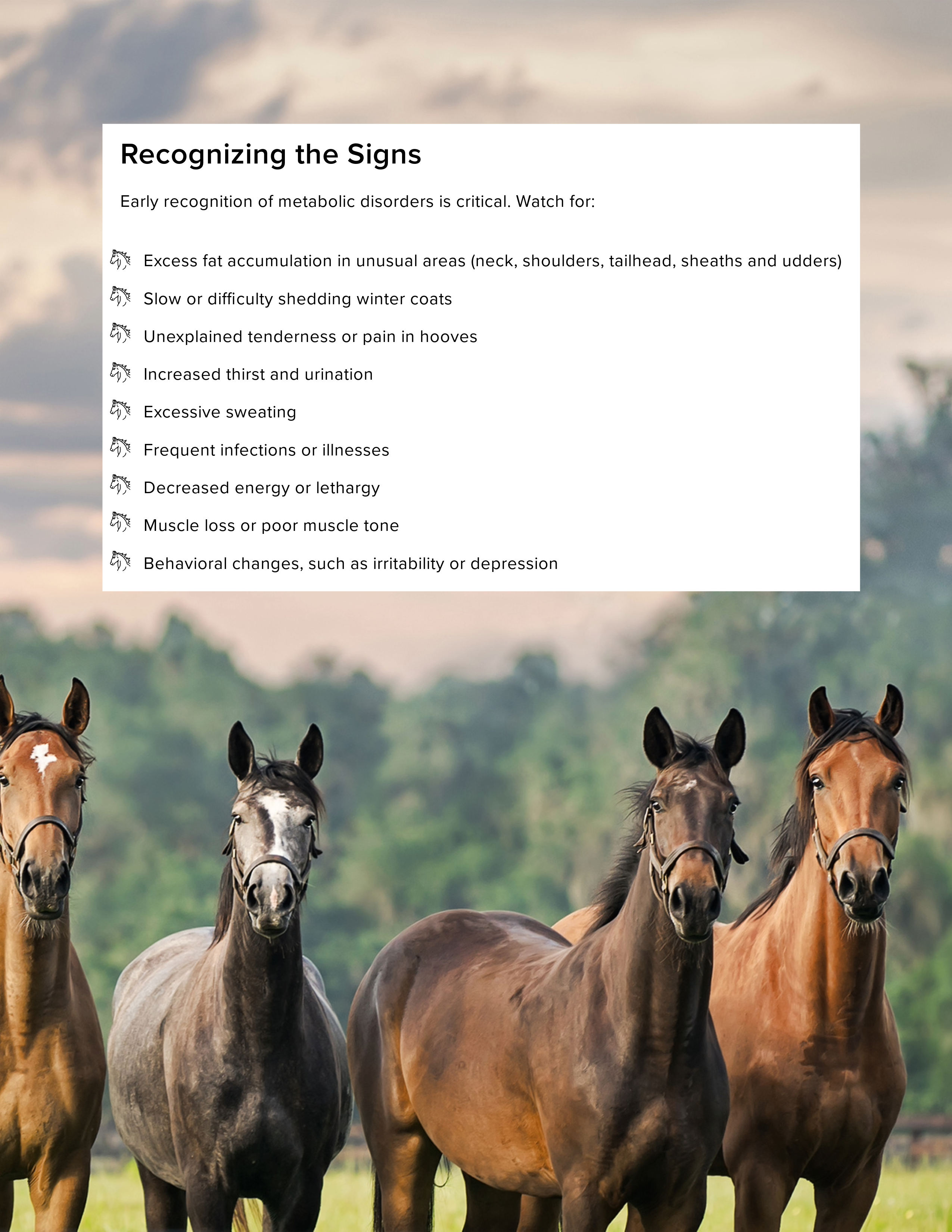 Holistic Horse Care Guide: The Metabolic Horse (eBook)