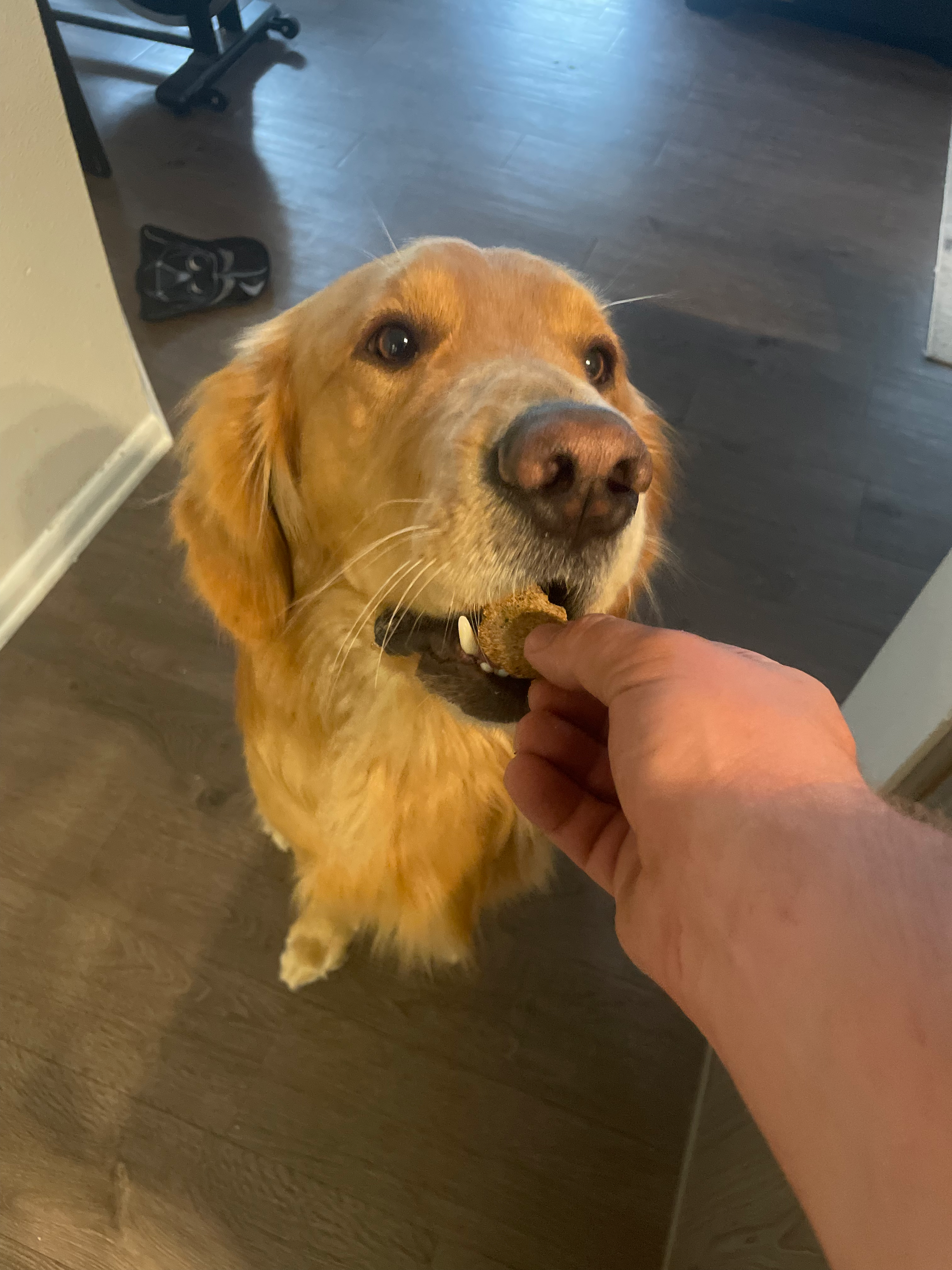 Picture of a Golden Retriever eating Evolved Remedies K9 Nom-Nom Nuggets, the holistic dog care treat that helps improve skin and coat health plus also offers a natural flea repellent effect  