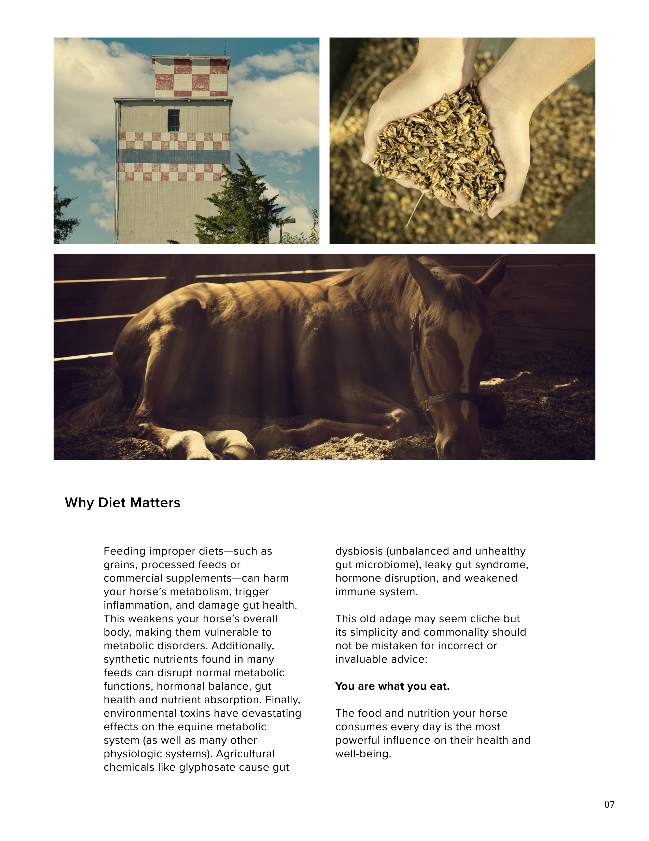 Holistic Horse Care Guide: The Metabolic Horse (eBook)