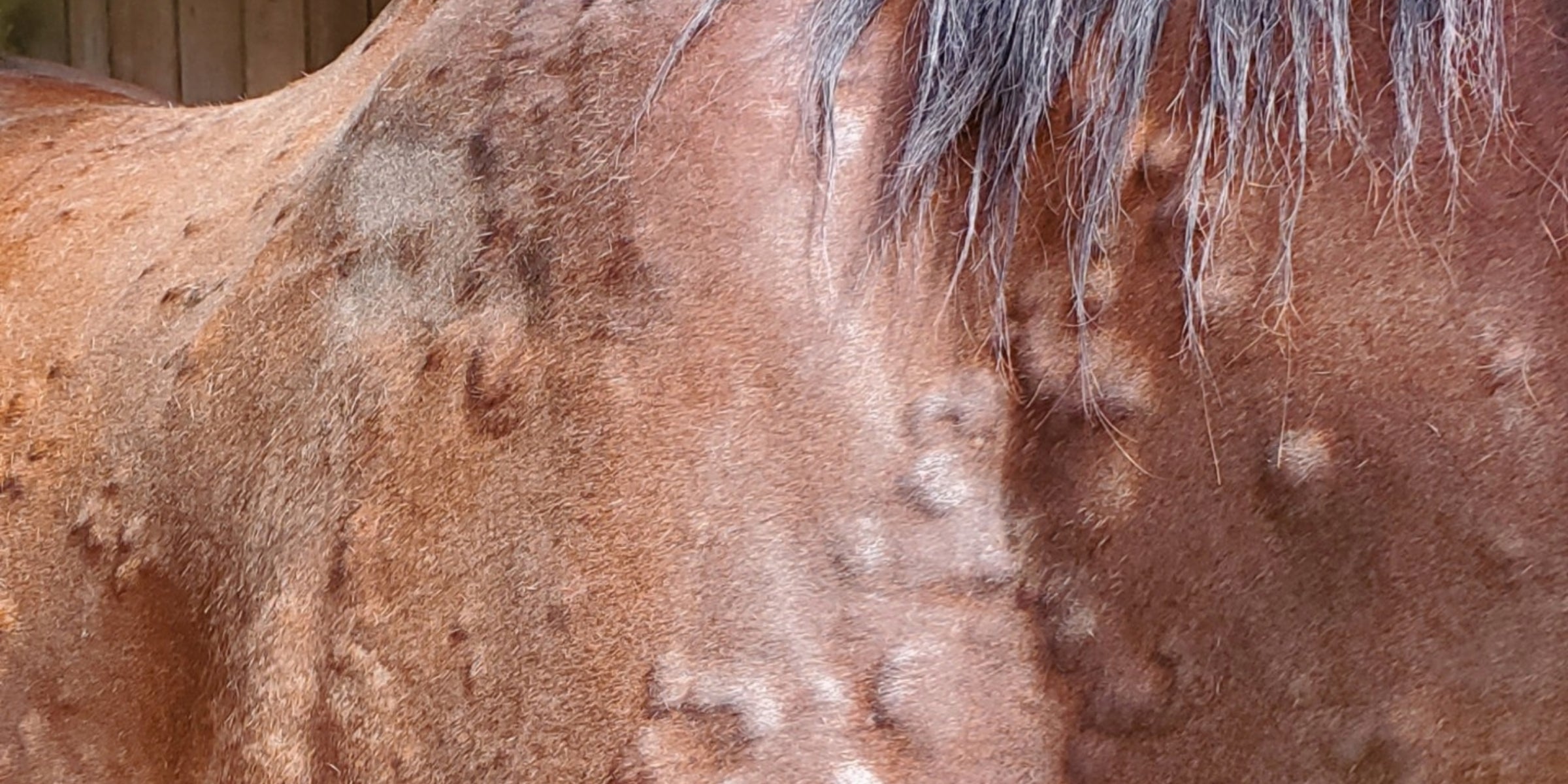 Radar, an OTTB, Rescued by Headley Holistic Farms, suffered from welts all over his body. This photo demonstrates the severity of the welts before he was healed by Organic Black Cumin Seed Press Cake