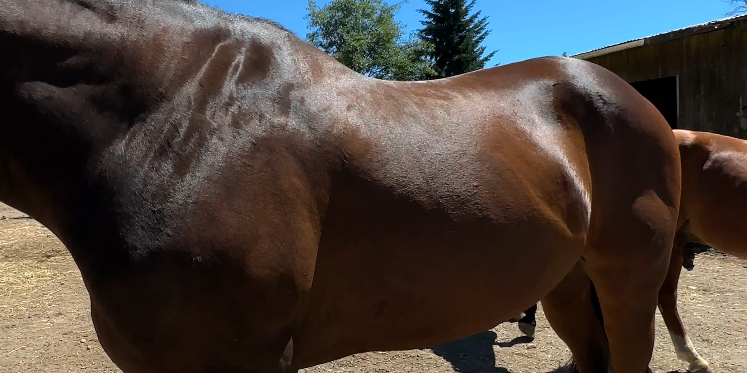 Radar, an OTTB, with a super shiny coat proving the benefits of Evolved Remedies Organic Black Cumin Seed Press Cake