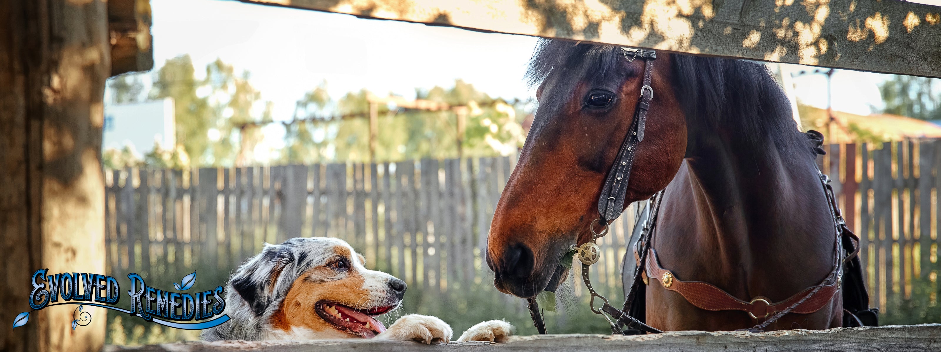 Happy healthy dog and horse thriving on Evolved Remedies superfood supplements for horses and dogs