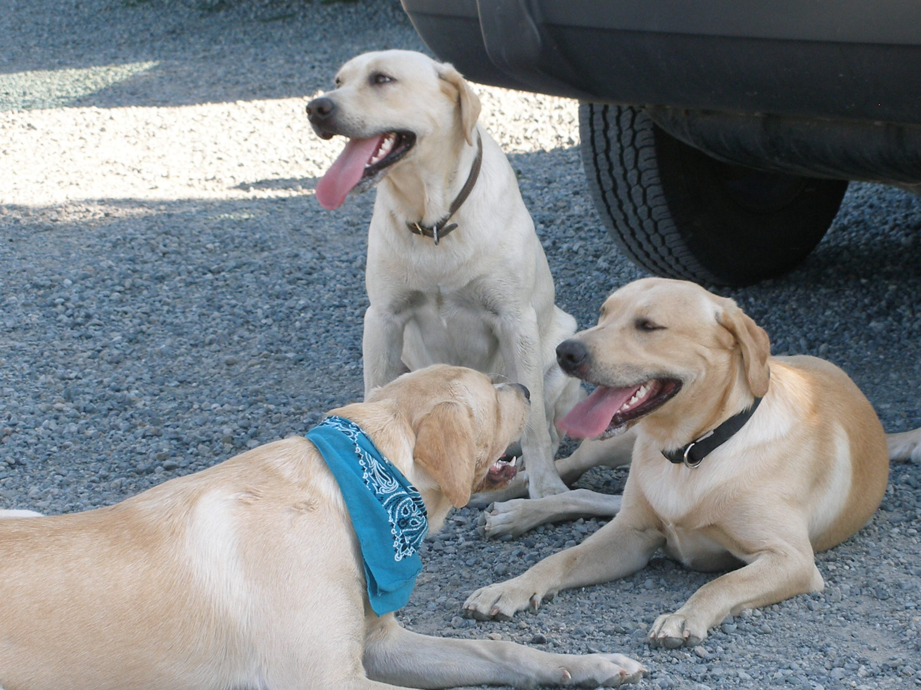 Three english labs happy and healthy on the Headley Holistics Farm in the Pacific Northwest
