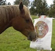 Haystack Berry Horse Treats