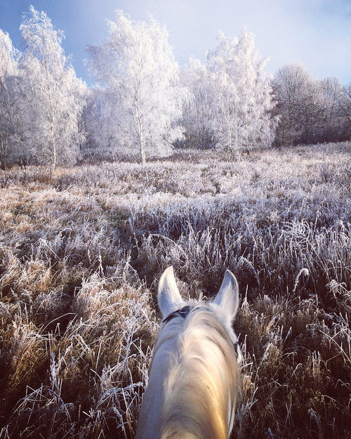 Life Between the Ears: The World from a Saddle (Holiday Cards)