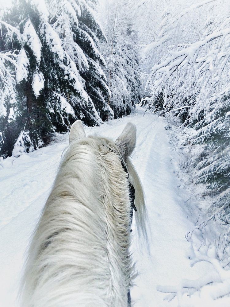 Life Between the Ears: The World from a Saddle (Holiday Cards)