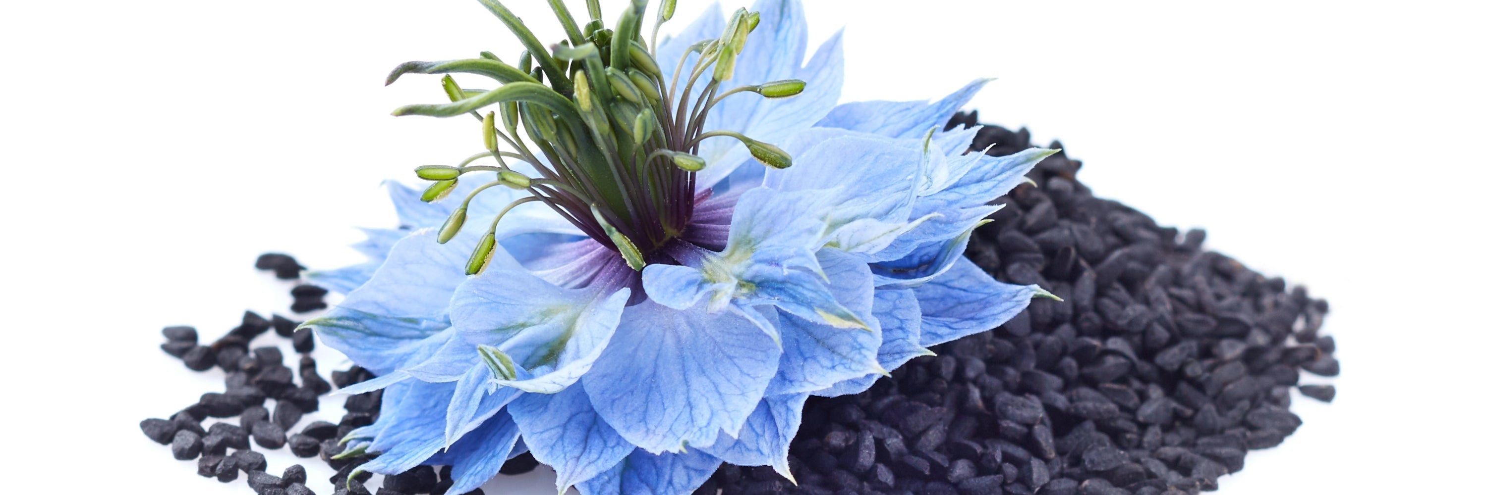 Picture of whole Black Cumin Seeds, the Secret Superfood Evolved Remedies has designed for as the best horse supplement. great for shiny horse coat, natural horse fly repellent, supports horse immune system, an improves horse hoof healthd 