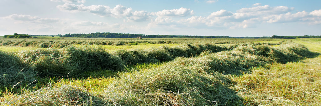 Picture of a hay field growing Teff Hay. 