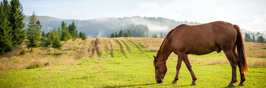 horse eating green grass with mountains in the background, horse is happy and healthy thanks to Evolved Remedies Organic superfood supplements for horses