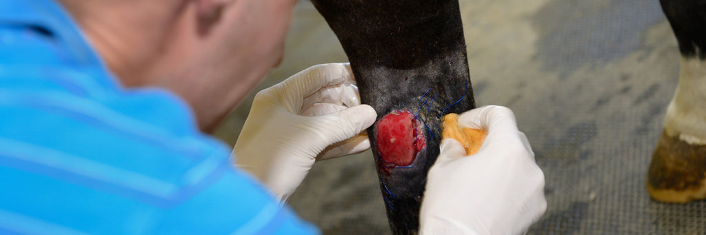 how to safely and effectively treat proud flesh on horse