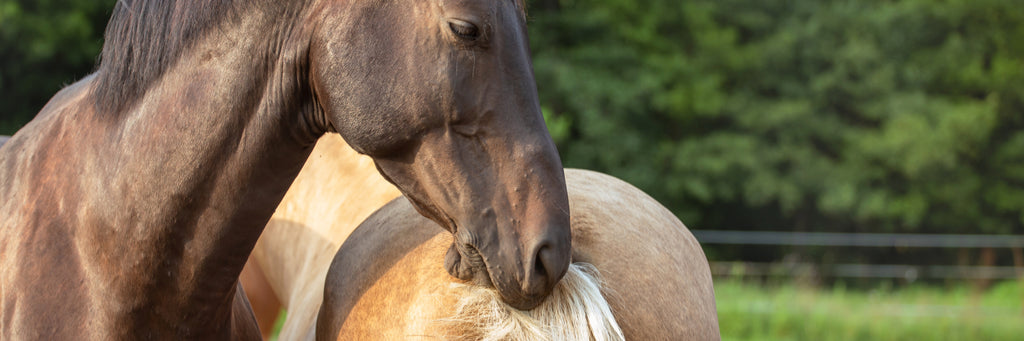 The natural deworming protocol for horses, highly effective natural deworming supplements for horses