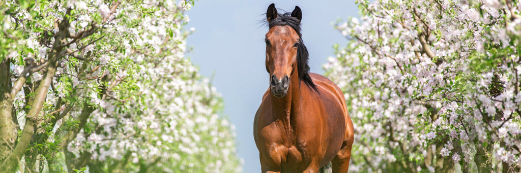 Spring time horse photo, spring is a time for increased risk of colic in horses. Equine Gut flush is a safe and effective natural remedy for colic in horses.