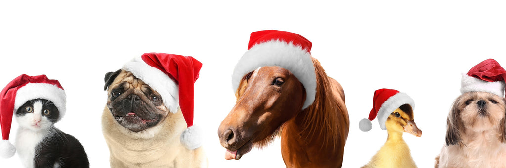 7+ Best Gifts for Horse Lovers Thumbnail image