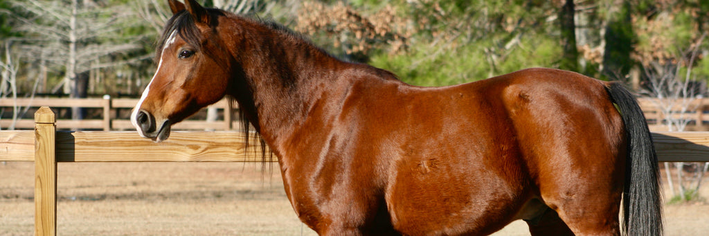 Helpful, holistic information for horses with cushings disease and equine metabolic syndrome 