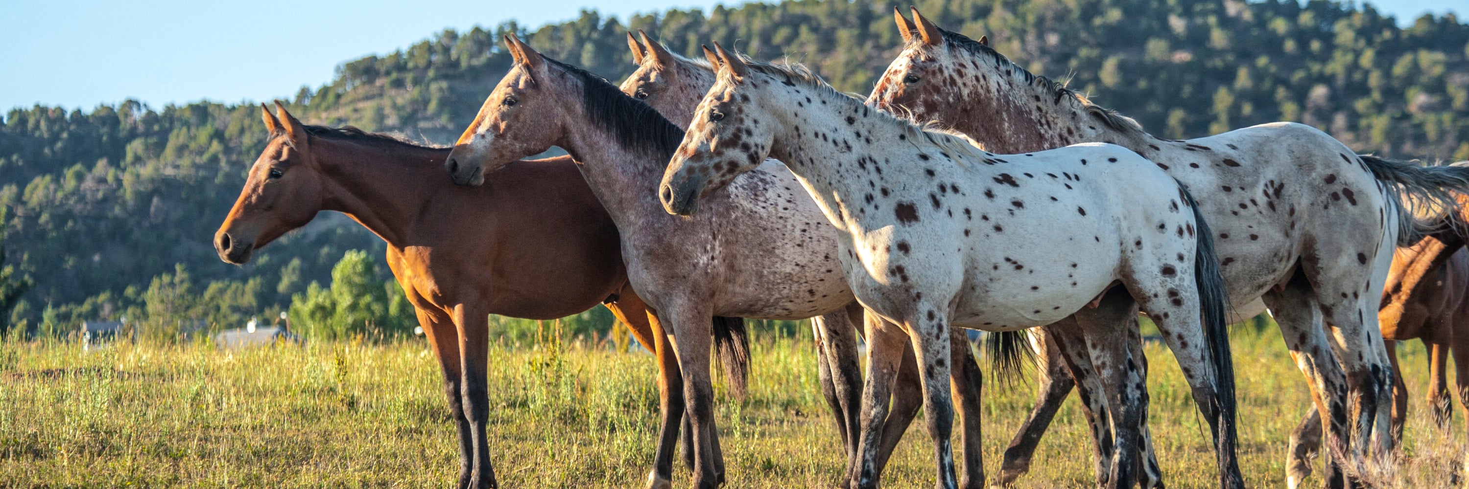Everything You Want to Know About Dappled Horses
