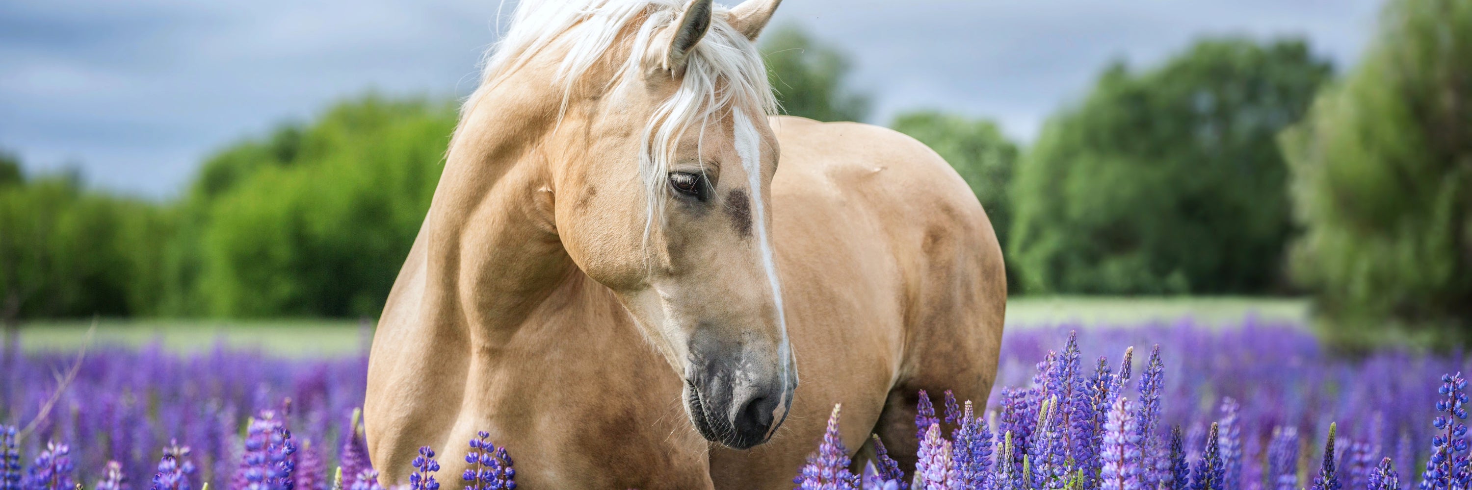Complete Guide to Horse Calming Supplements