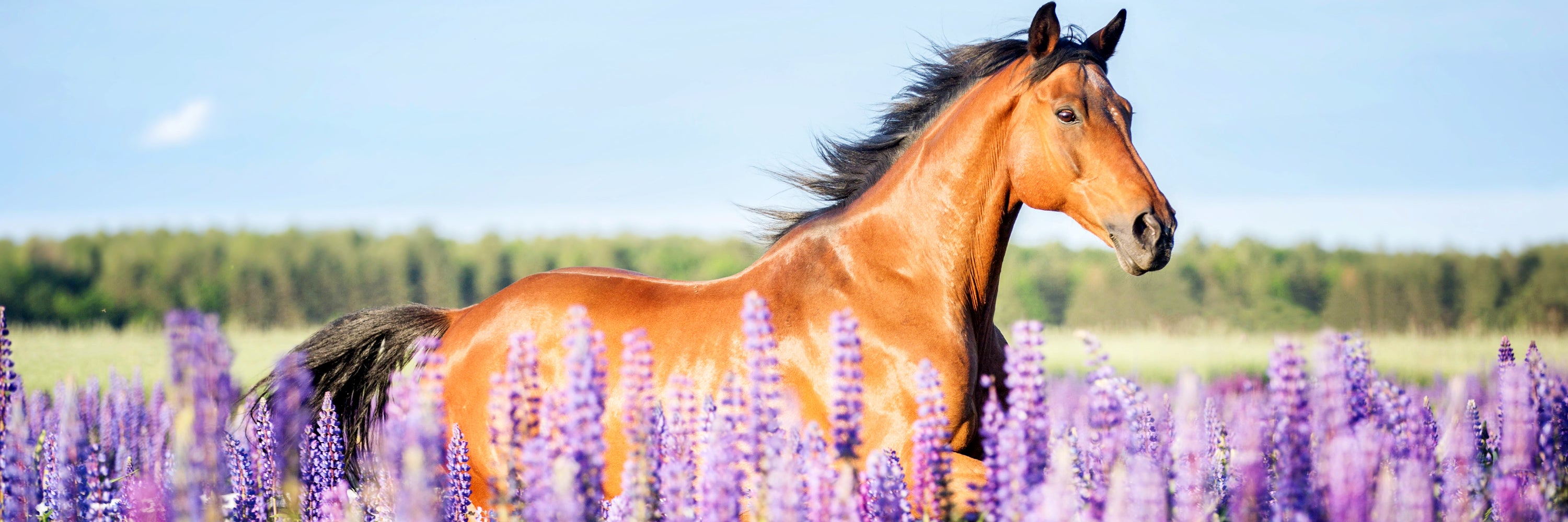 Top 10 Things to Know About Black Cumin Seeds (N. sativa) for Horses